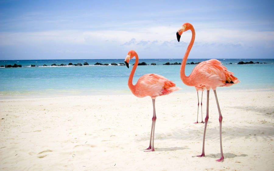 Beautiful Flamingos On The Beach Wallpaper