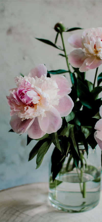 Beautiful Light Pink Peony Iphone Display Wallpaper