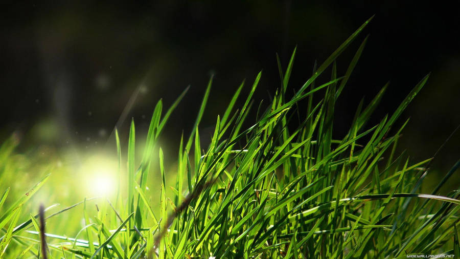 Beautiful Nature Photography Grass Night Wallpaper