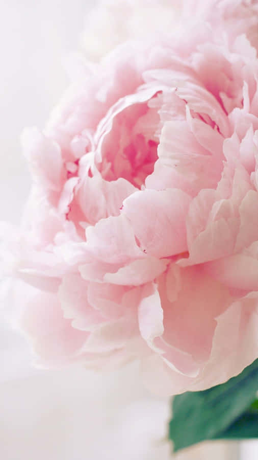 Beautiful Peony Iphone Wallpaper