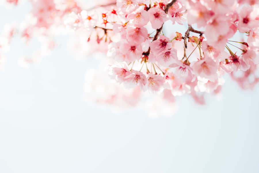 Beautiful Pink Cherry Blossom Tree In Bloom Wallpaper
