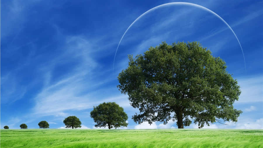 Beautiful Scenery Desktop Green Tree Lane Wallpaper