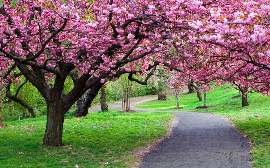 Beautiful Spring Cherry Blossoms In Branch Brook Park New Jersey Wallpaper