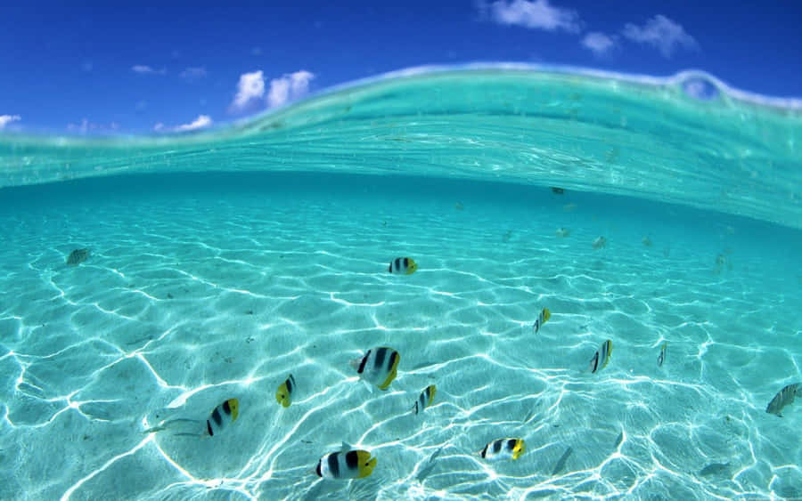 Beautiful Summer Fishes Wallpaper