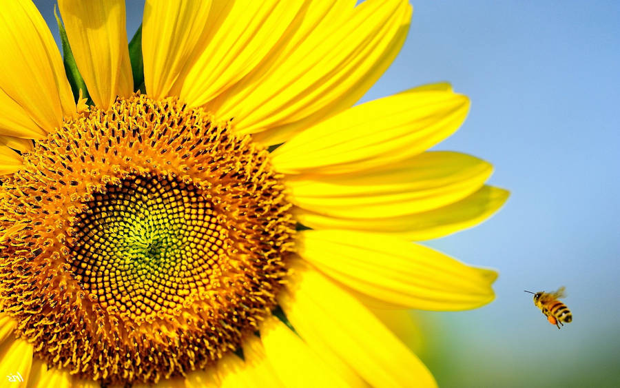 Bee Flying Near A Sunflower Wallpaper