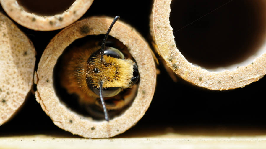 Bee Inside A Hollow Tube Wallpaper