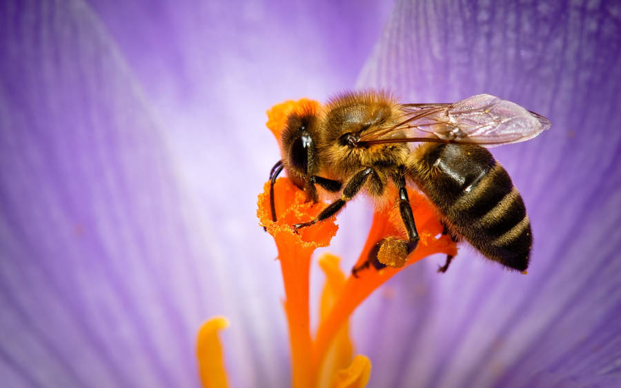 Bee Inside A Large Purple Flower Wallpaper