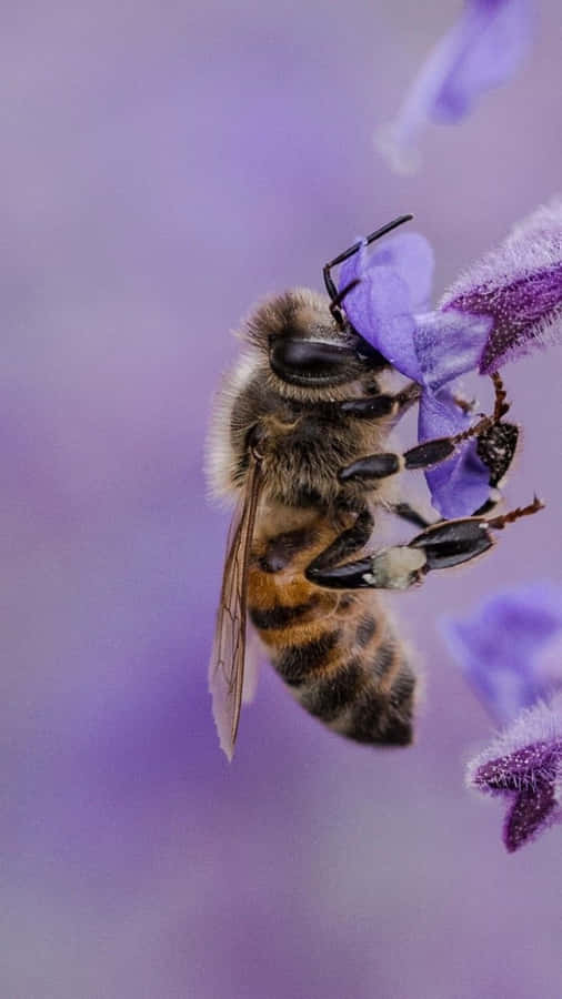 Bee Lavander Gathering Iphone Wallpaper