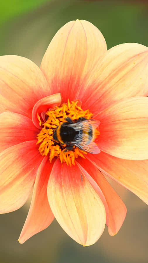 Bee Peach Flower Iphone Wallpaper