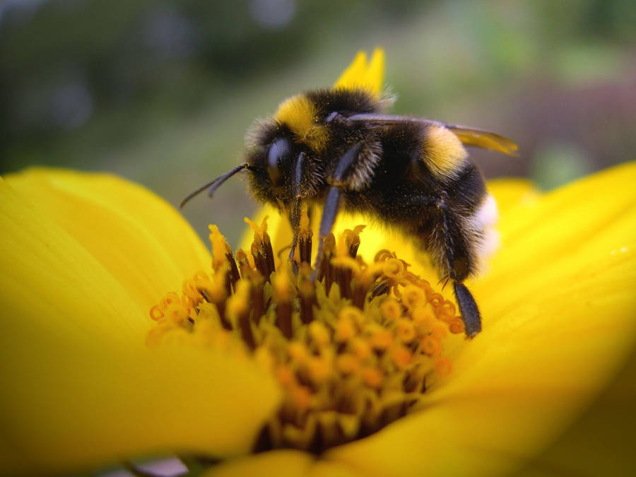 Bee Pollinating A Yellow Flower Wallpaper
