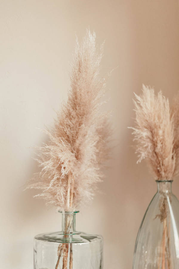 Beige Tail Grasses In Vase Wallpaper