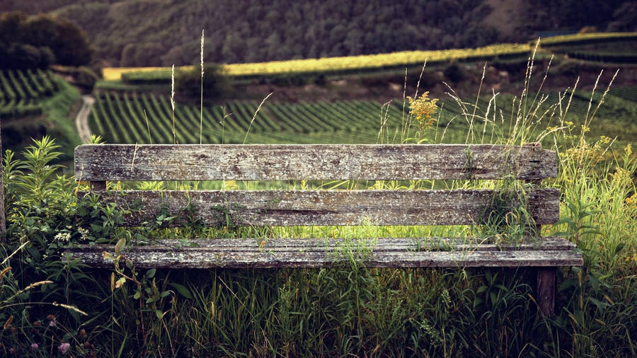 Bench Taken By Nature Wallpaper