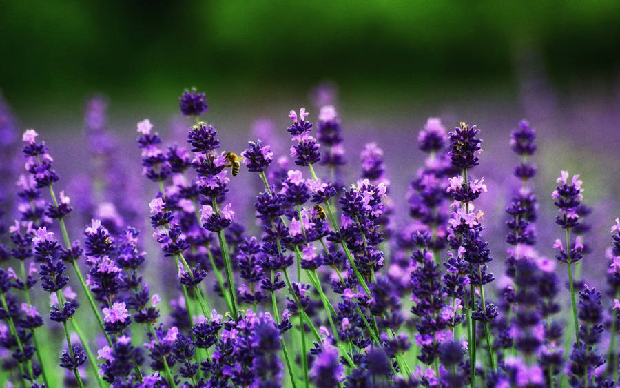 Best 4k Uhd Lavender Flowers Wallpaper