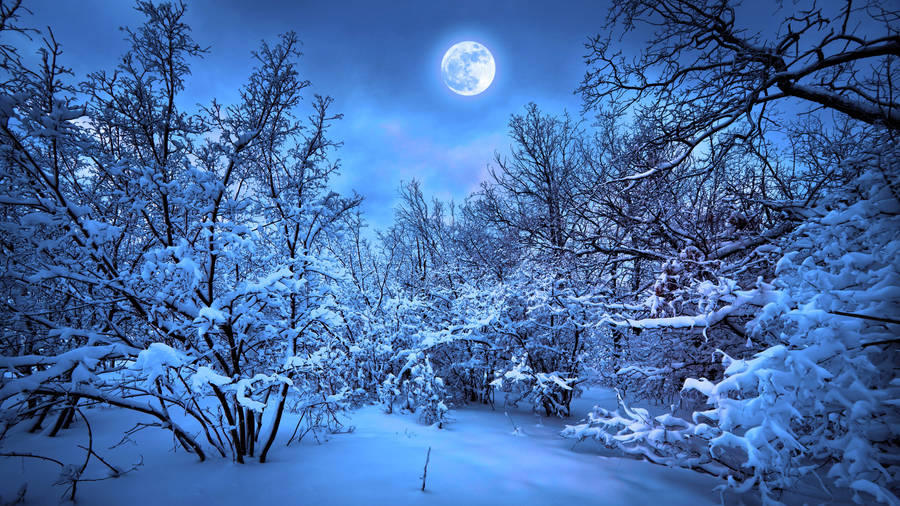 Best 4k Uhd Winter Forest Wallpaper