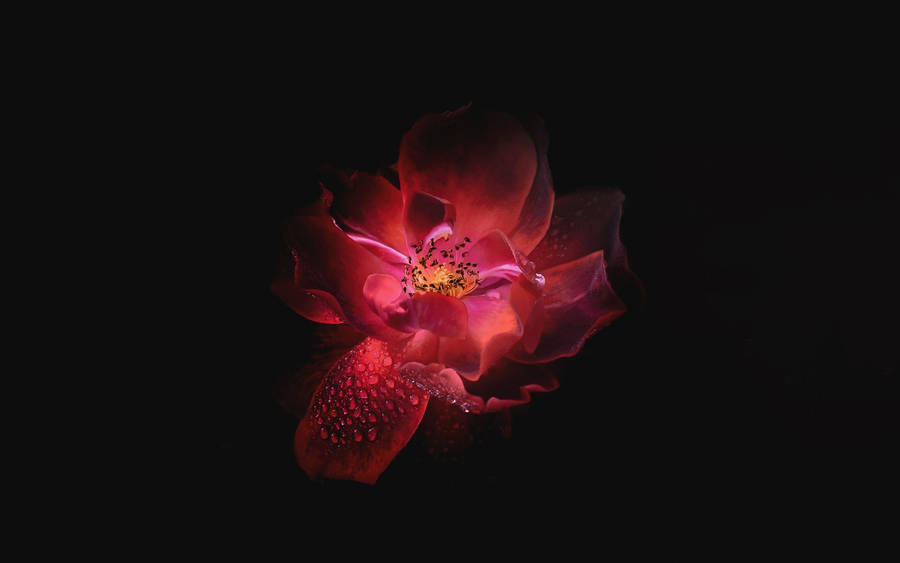 Best Oled Red Glowing Flower Wallpaper