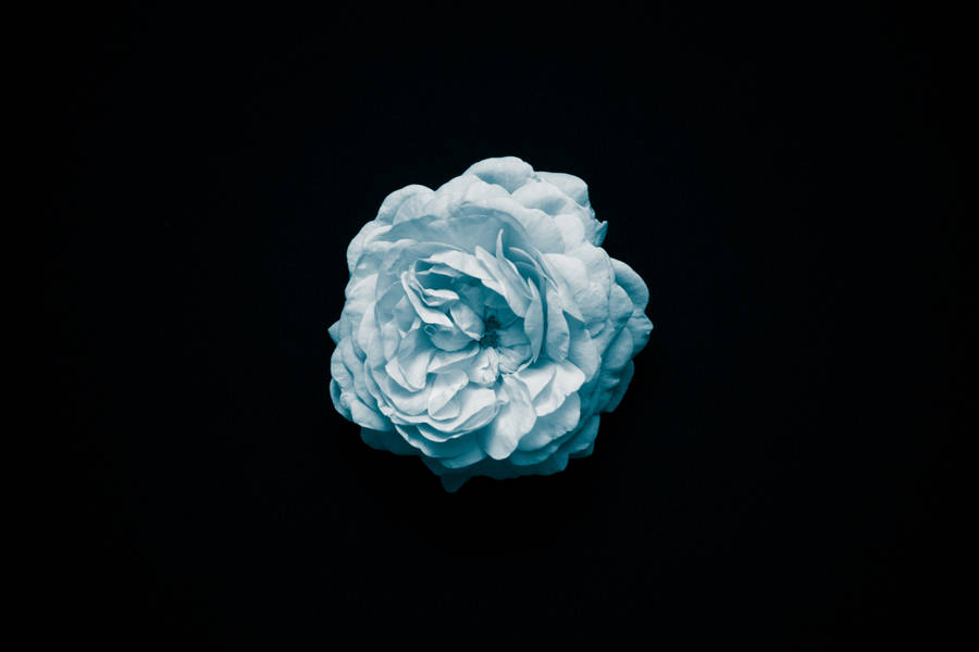 Best Oled White Flower Wallpaper