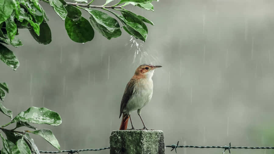 Birdin Rainy Backdrop.jpg Wallpaper