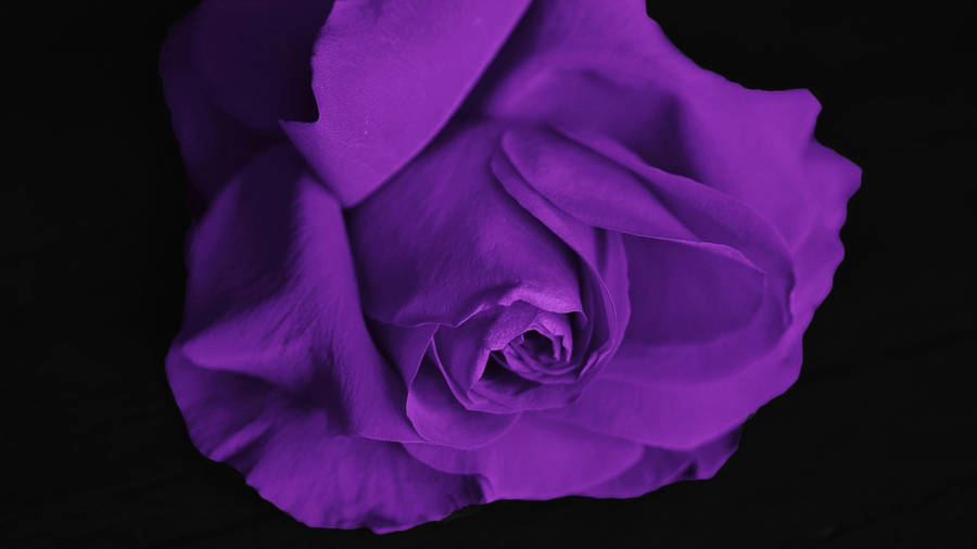 Black And Purple Aesthetic Rose Flower Wallpaper