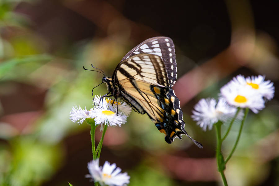 Black And White Butterfly Perched On White Flower In Close Up Photography During Daytime Wallpaper