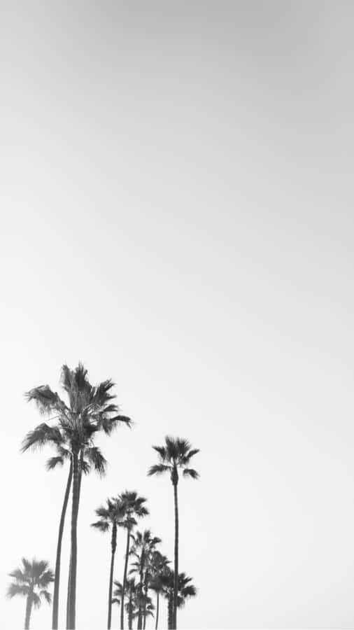 Black And White Palm Trees In California Wallpaper