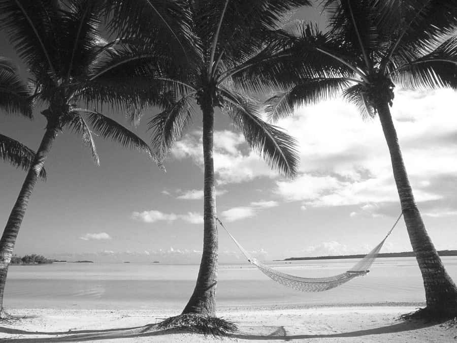 Black And White Palm Trees With Hammock Swing Wallpaper