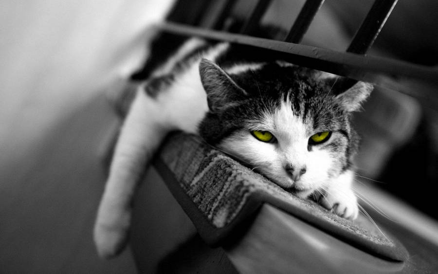 Black And White With Green Eyed Cat Wallpaper