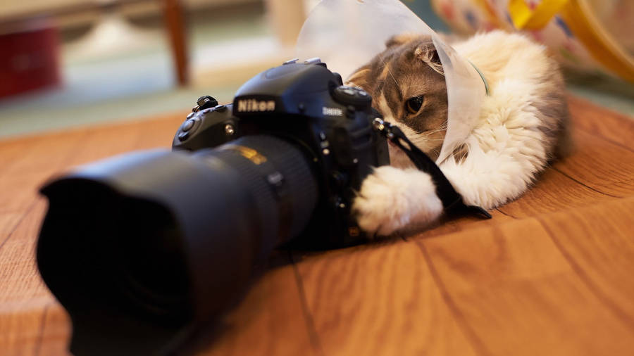 Black Camera And White Cat Wallpaper