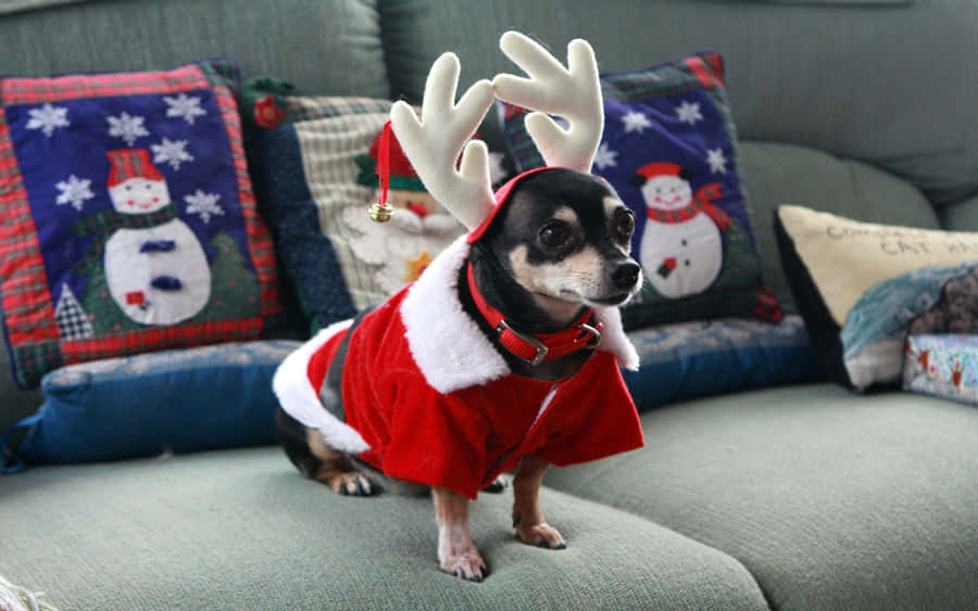 Black Chihuahua Dog Reindeer Costume Wallpaper