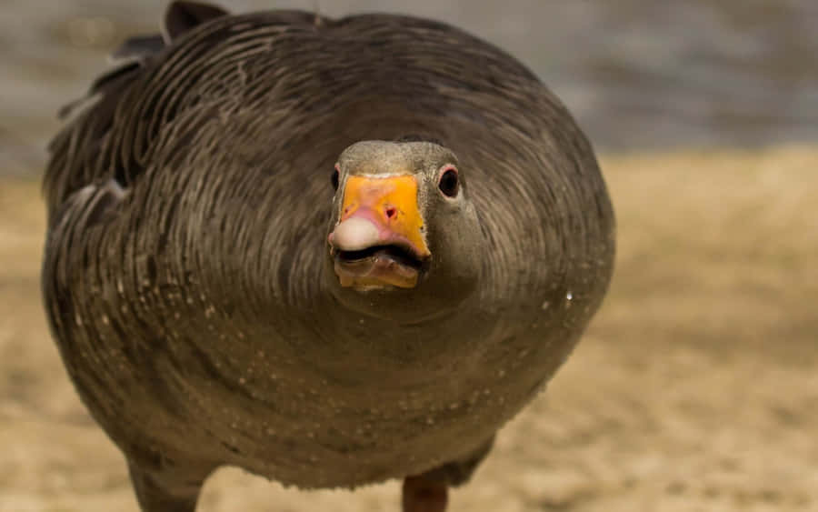 Black Funny Goose Wallpaper