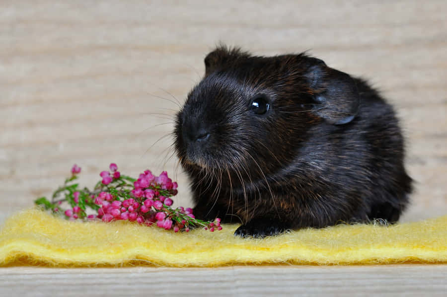 Black Hamster Purple Flowers Wallpaper