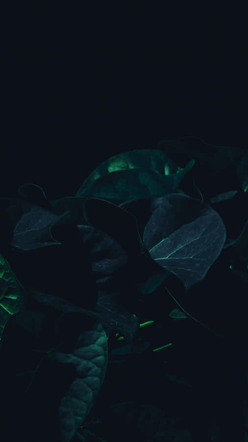 Black Leaves Dark Green Iphone Wallpaper