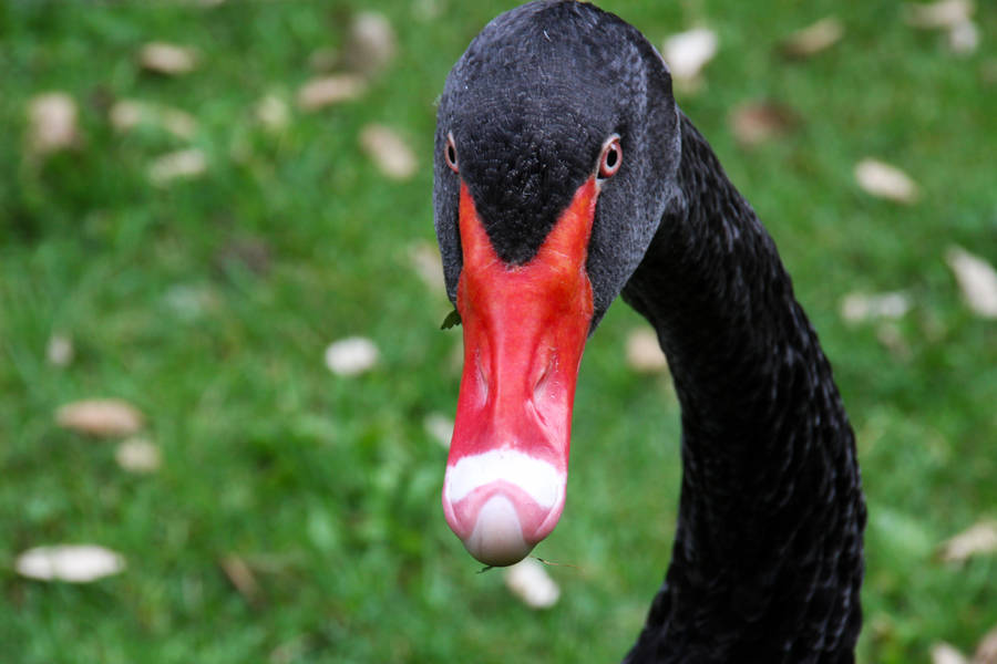 Black Swan With Big Red Beak Wallpaper