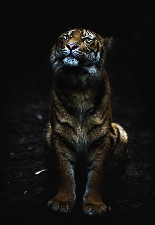 Black Tiger Sitting On Ground Wallpaper