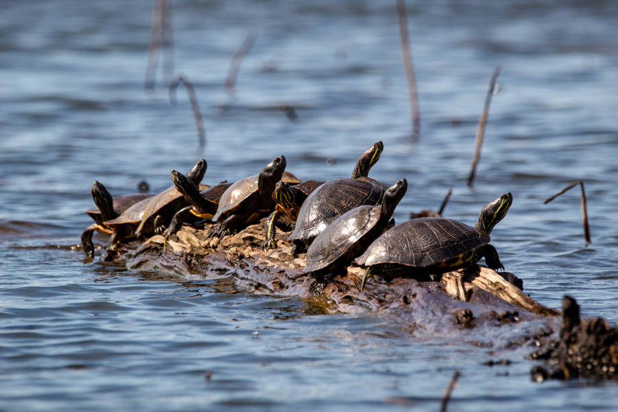 Black Turtles On Brown Wooden Log In Water Wallpaper