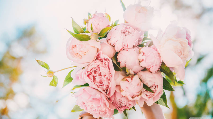 Bloomed Peony In A Lush Garden Wallpaper
