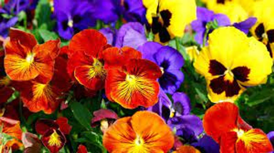 Blooming Pansy Flowers In A Lush Garden Wallpaper
