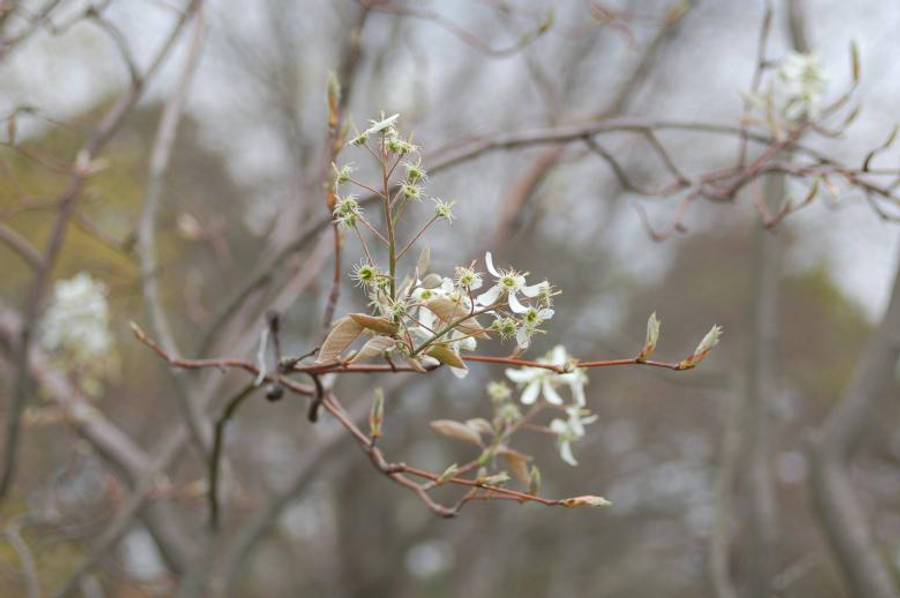 Blooming Spring In Full Hd Wallpaper