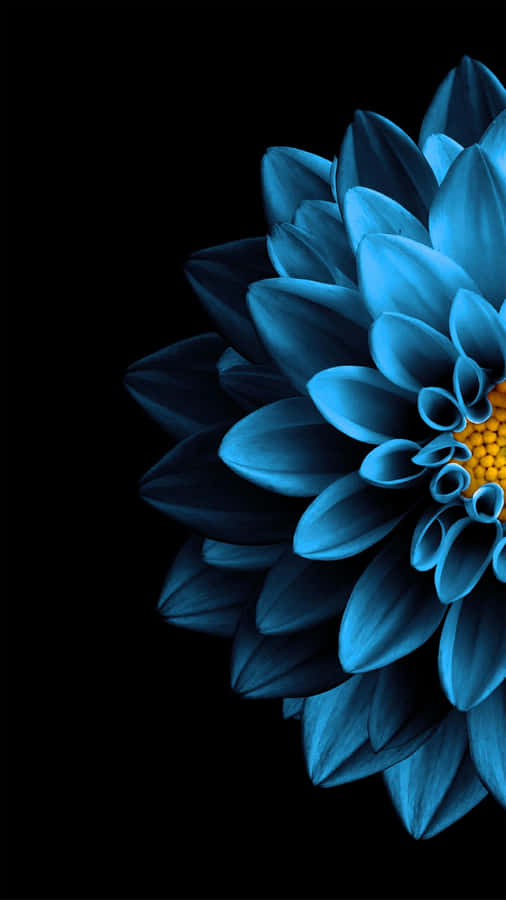 Blue Dahlia Super Amoled Display Wallpaper