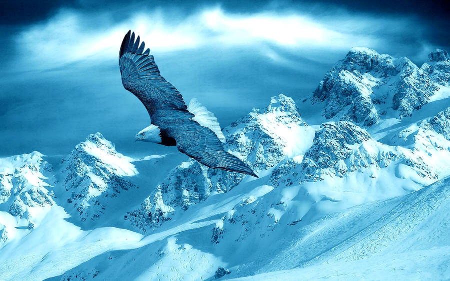 Blue Eagle Wallpaper