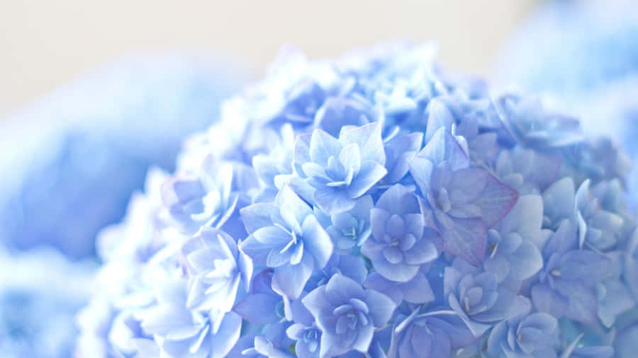 Blue Flowers Desktop French Hydrangea Wallpaper