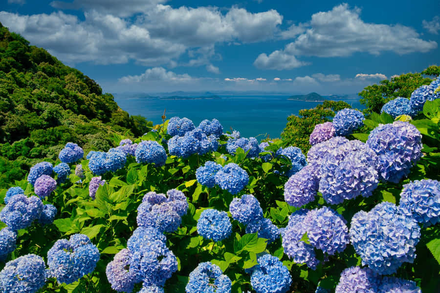 Blue Flowers In The Field Wallpaper