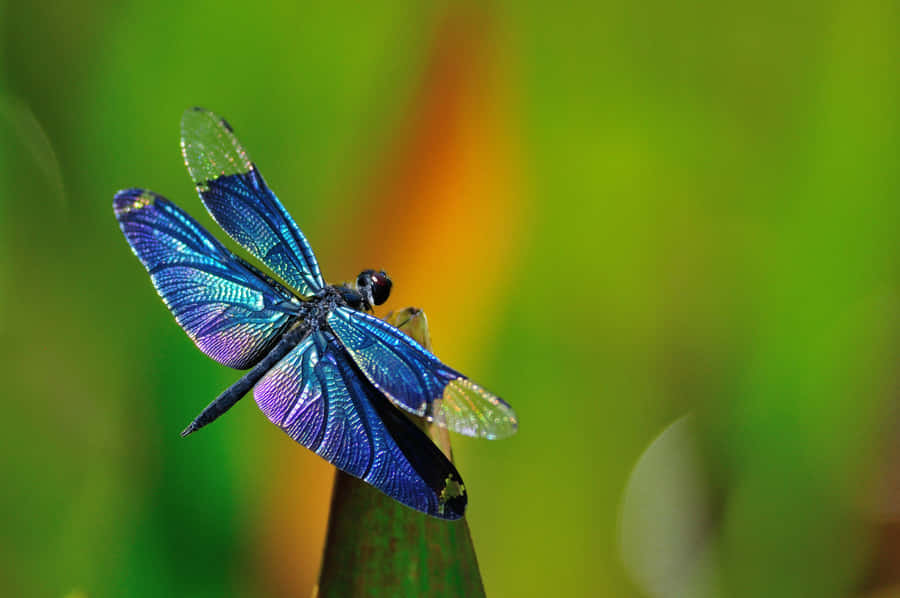 Blue Metalica Dragonfly Insects Wallpaper