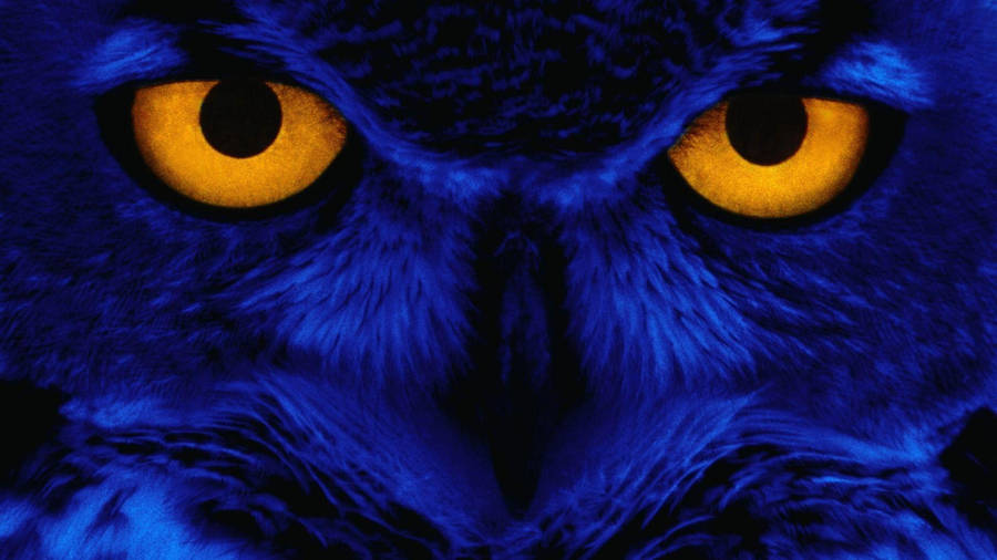 Blue Owl Yellow Eyes Wallpaper