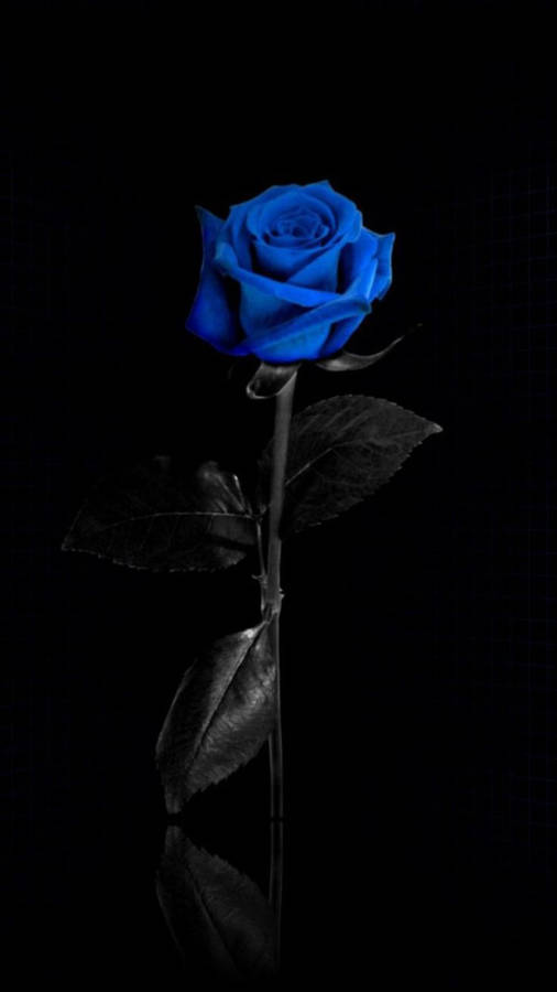 Blue Rose Flower Apple Wallpaper