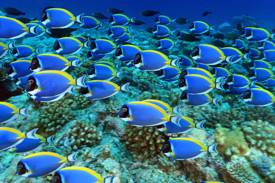 Blue Tang Shoal 4k Ultra Hd Fish Wallpaper