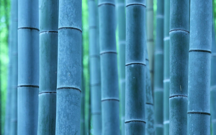 Bluish Bamboo 4k Wallpaper