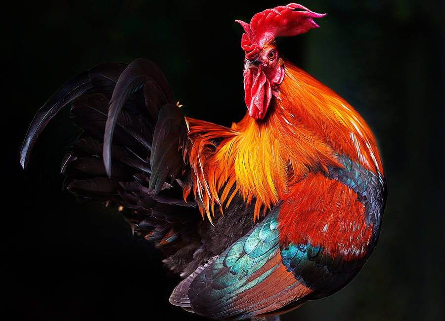 Bold And Beautiful Red Rooster Showcasing Its Dazzling Feathers Wallpaper