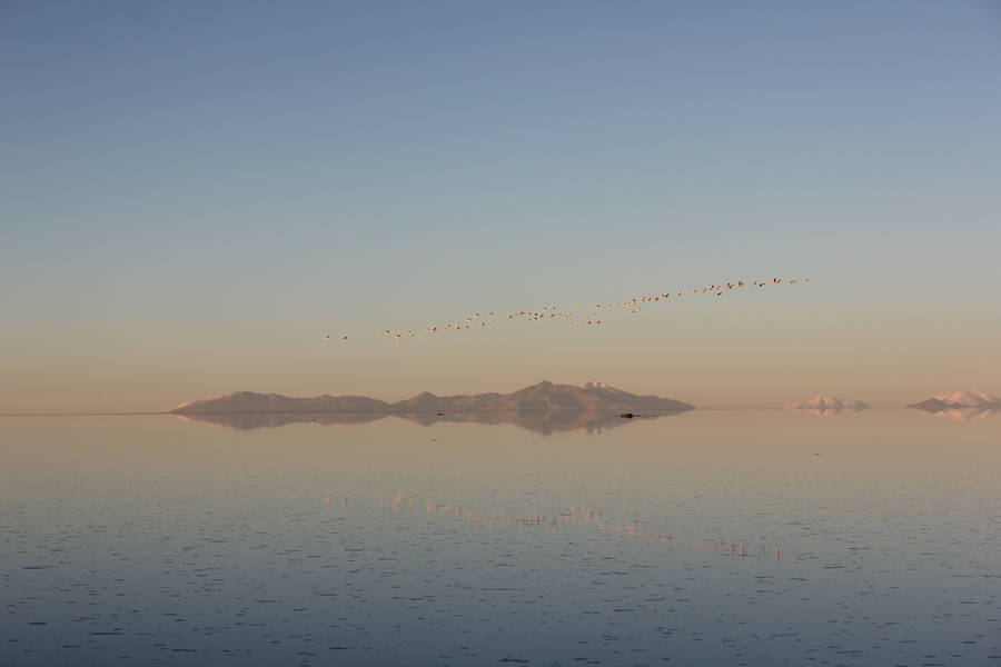 Bolivia Flock Of Flamingos In Uyuni Wallpaper