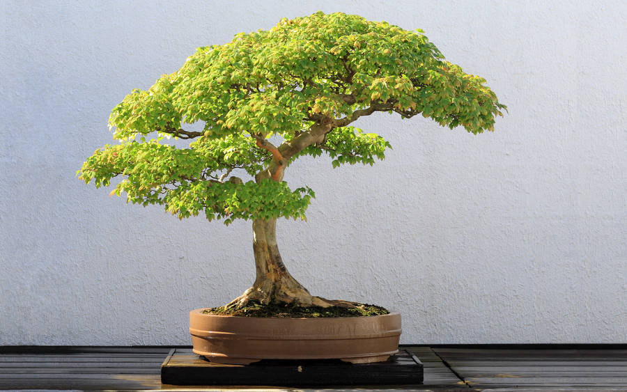 Bonsai Tree Semi-cascade Style Photography Wallpaper