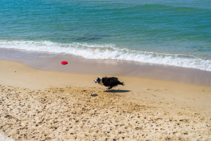 Border Collie Playing Frisbee Wallpaper